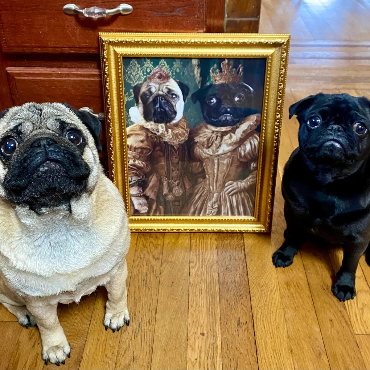 Meet the Royal Pugs: A Majestic Portrait of Three Friends